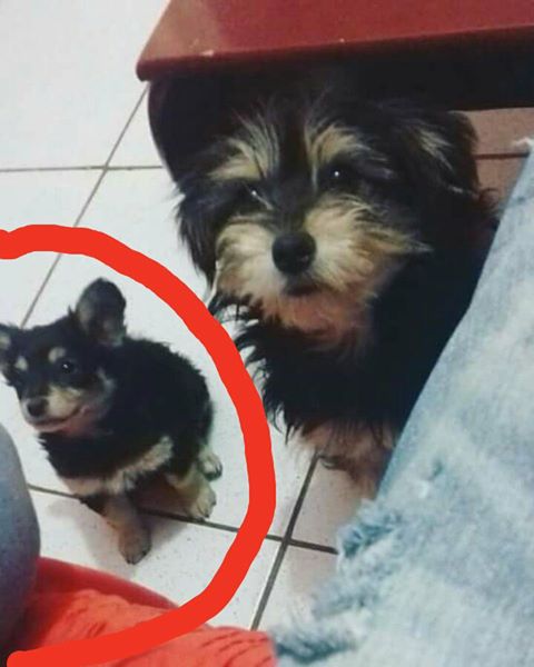 Cachorra Laila está desaparecida em Ibaté -