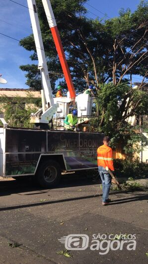 Prefeitura realiza corte de duas árvores com risco de queda na região da Praça da XV - Crédito: Divulgação