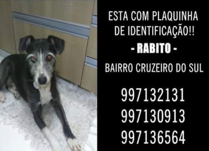 Utilidade-pública: cachorro Rabito está desaparecido -