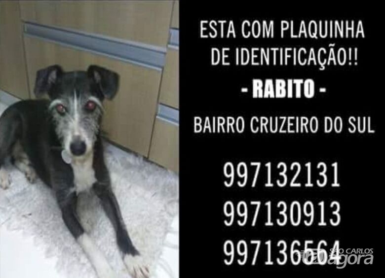 Utilidade-pública: cachorro Rabito está desaparecido - 