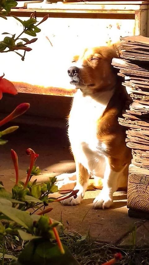 Cachorro TED está desaparecido -
