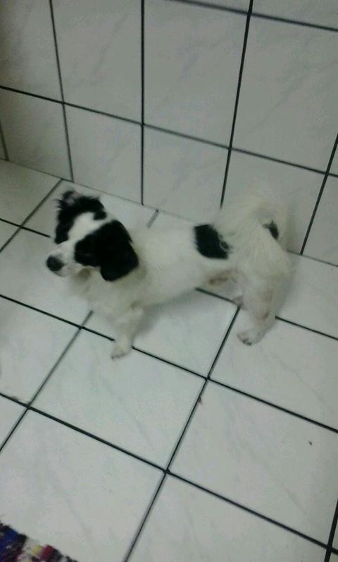 Cachorro Titi está desaparecido -