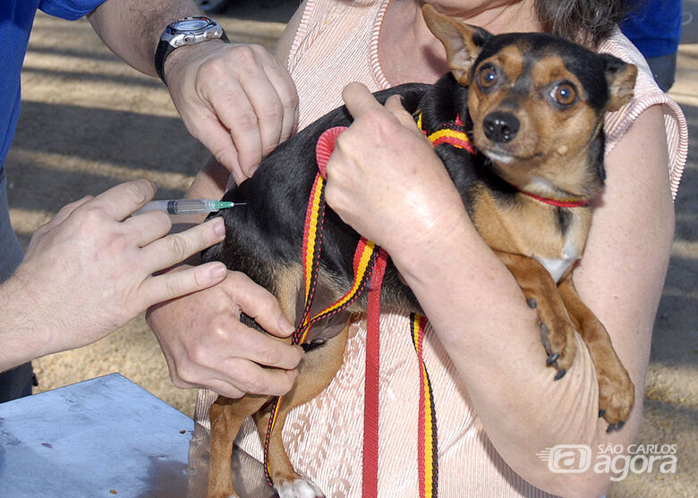 Segunda etapa da Campanha de Vacinação contra Raiva Animal será realizada sábado - Crédito: Divulgação