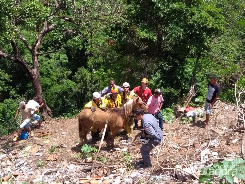 Bombeiros resgatam cavalo que caiu em buraco - Crédito: Colaborador/SCA