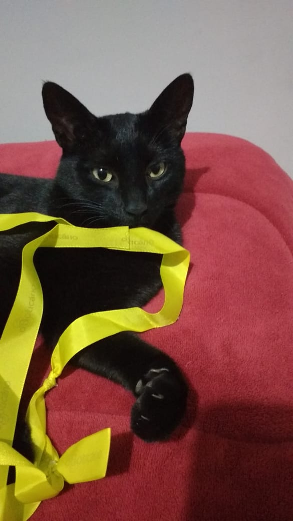 Gatinha desaparece na região da pista de skate - Crédito: Divulgação