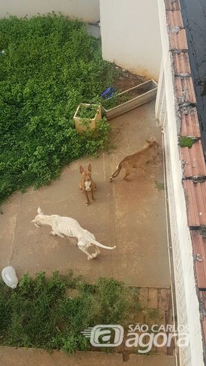Cães estão abandonados em uma casa no Douradinho, garantem protetoras de animais - Crédito: Divulgação