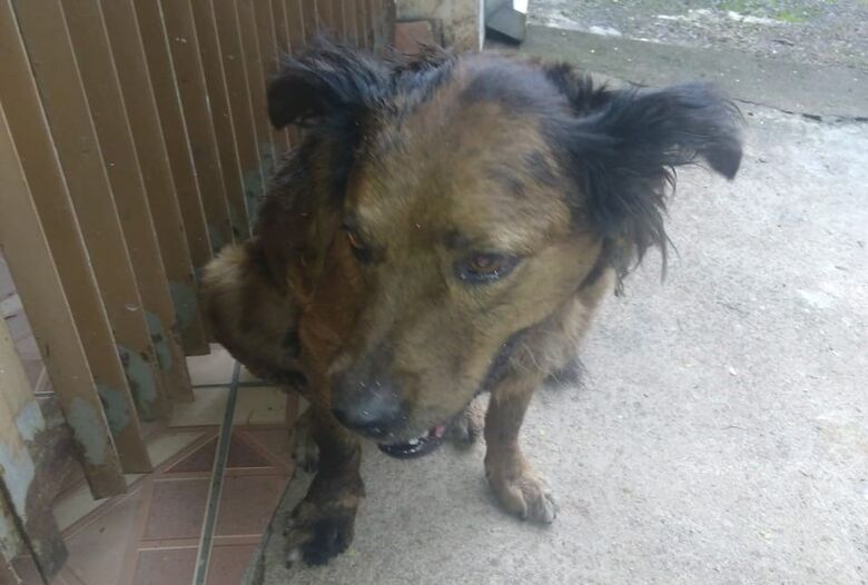 Cachorrinho perdido chora e procura por seu dono - Crédito: Divulgação