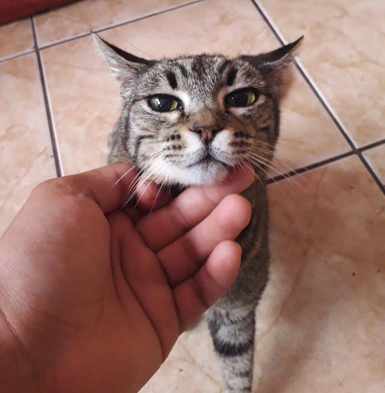 Clube dos Patinhas Carentes faz campanha para ajudar gatinho e cachorrinhos com problemas de saúde - Crédito: Divulgação