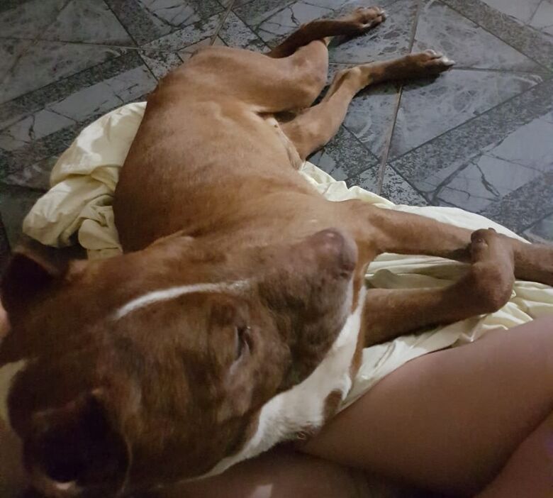 Campanha é feita para ajudar pitbulls resgatados no Douradinho; duas cachorras estão grávidas - Crédito: Marcos Escrivani