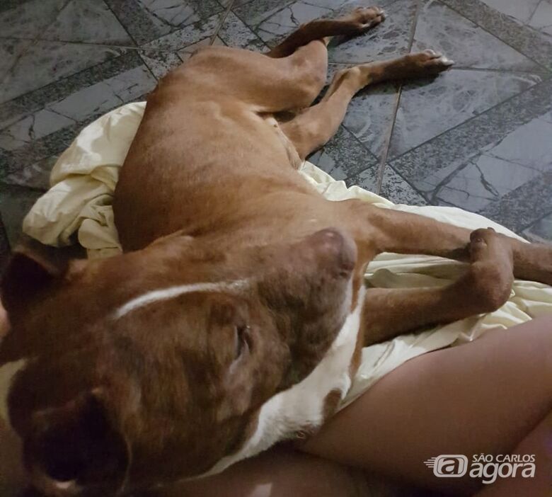 Campanha é feita para ajudar pitbulls resgatados no Douradinho; duas cachorras estão grávidas - Crédito: Marcos Escrivani