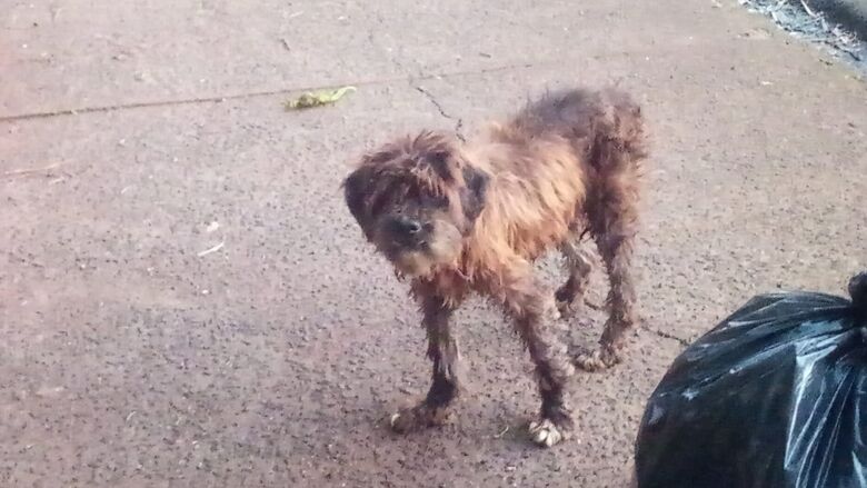 Cãozinho assustado está perdido no Jardim Bicão - Crédito: Divulgação