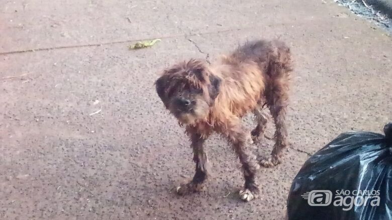 Cãozinho assustado está perdido no Jardim Bicão - Crédito: Divulgação