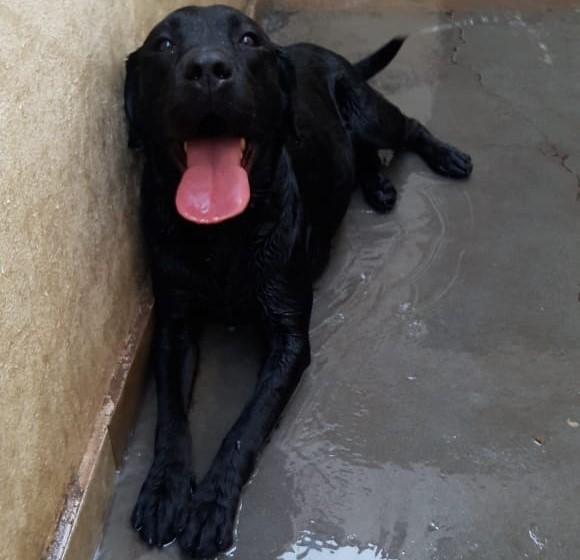 Cão é atropelado e foge; desesperada, família pede ajuda para localizá-lo - Crédito: Divulgação