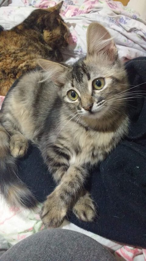 Gata está desaparecida -