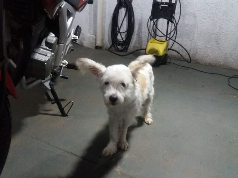 Cachorrinho é resgatado no Boa Vista - Crédito: Divulgação