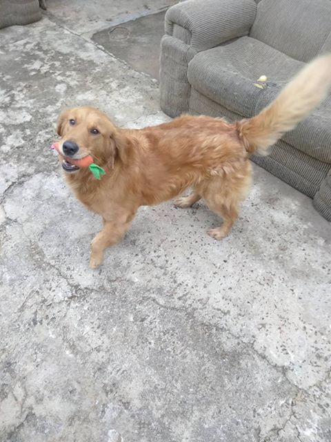 Utilidade-pública: cachorra está desaparecida no Douradinho -