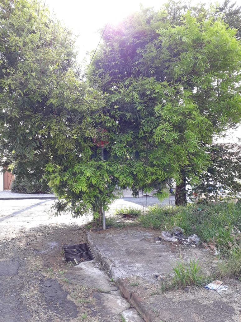 Galhos e folhas de árvore encobrem sinal de pare no Cidade Jardim - Crédito: Divulgação