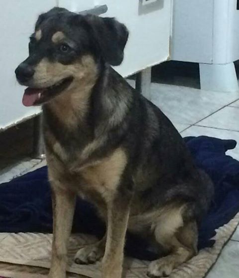Cachorra Chiquinha está desaparecida -