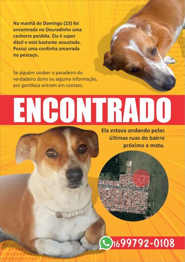Cachorro é encontrado no Douradinho -