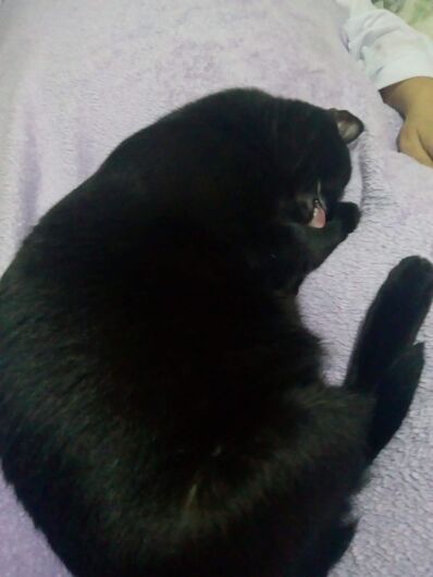 Gata está desaparecida -