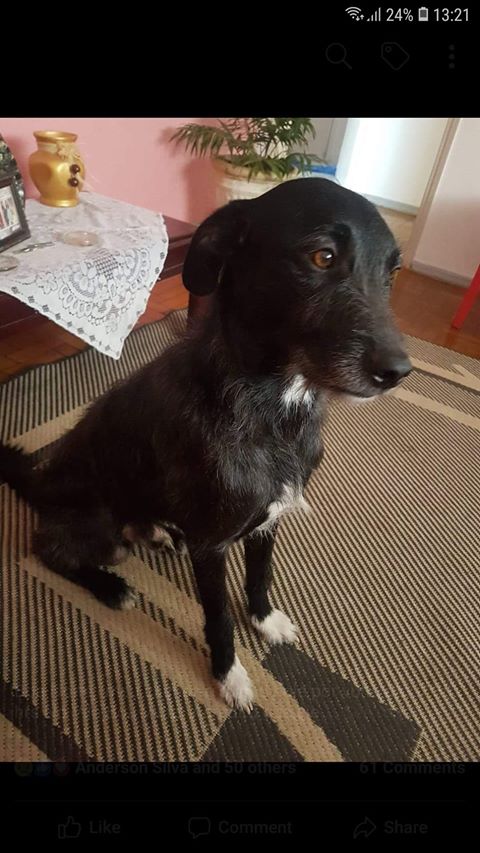 Cachorro Silvestre está desaparecido -