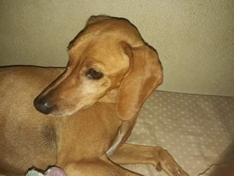 Cachorra Nina está desaparecida -