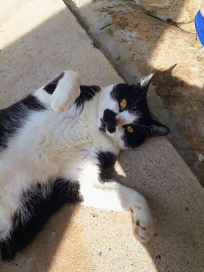 Gata Nina está desaparecida -
