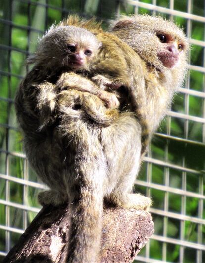 Sagui-Pigmeu, menor espécie de macaco do mundo, nasce no Parque Ecológico - Crédito: Divulgação