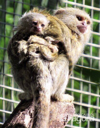 Sagui-Pigmeu, menor espécie de macaco do mundo, nasce no Parque Ecológico - Crédito: Divulgação