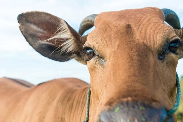 Leilão de bovinos é remarcado pela Prefeitura - Crédito: Divulgação