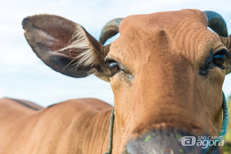 Leilão de bovinos é remarcado pela Prefeitura - Crédito: Divulgação