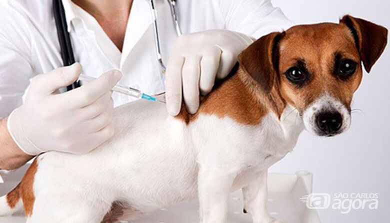 Prefeitura de Ribeirão Bonito realiza a Campanha de Vacinação de cães e gatos - Crédito: Divulgação