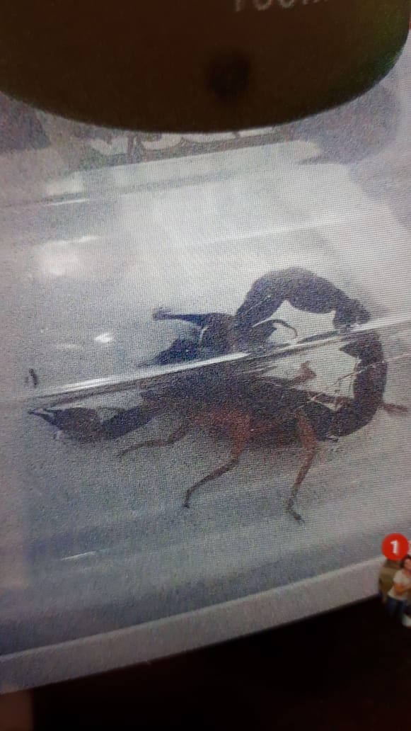 Escorpiões invadem casa e apavoram dona de casa na Vila Santa Madre Cabrine - Crédito: Divulgação