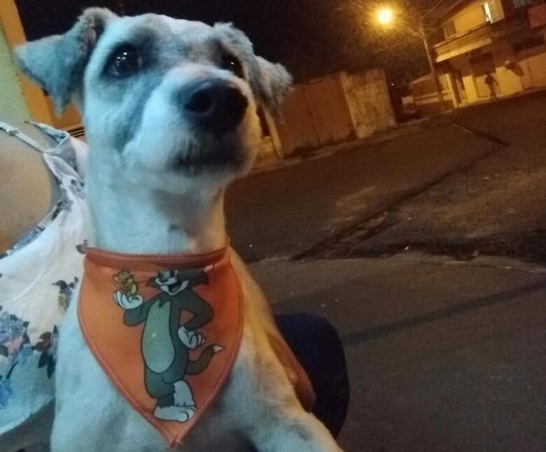 Cachorrinho é resgatado na Vila Nery - Crédito: Divulgação