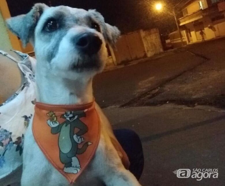 Cachorrinho é resgatado na Vila Nery - Crédito: Divulgação
