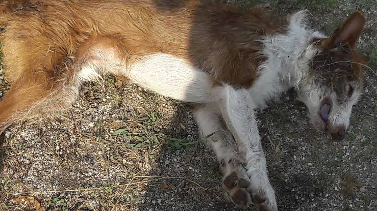 Quatro cães são envenenados no Jardim Zavaglia - Crédito: Marcos Escrivani