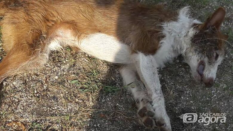 Quatro cães são envenenados no Jardim Zavaglia - Crédito: Marcos Escrivani