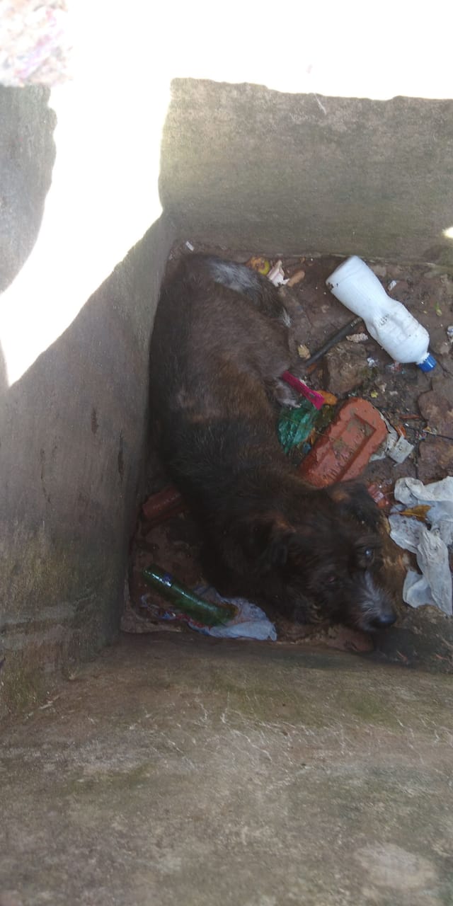 Cãozinho cego cai em bueiro aberto no Jardim Zavaglia - Crédito: Divulgação