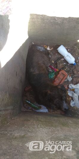 Cãozinho cego cai em bueiro aberto no Jardim Zavaglia - Crédito: Divulgação