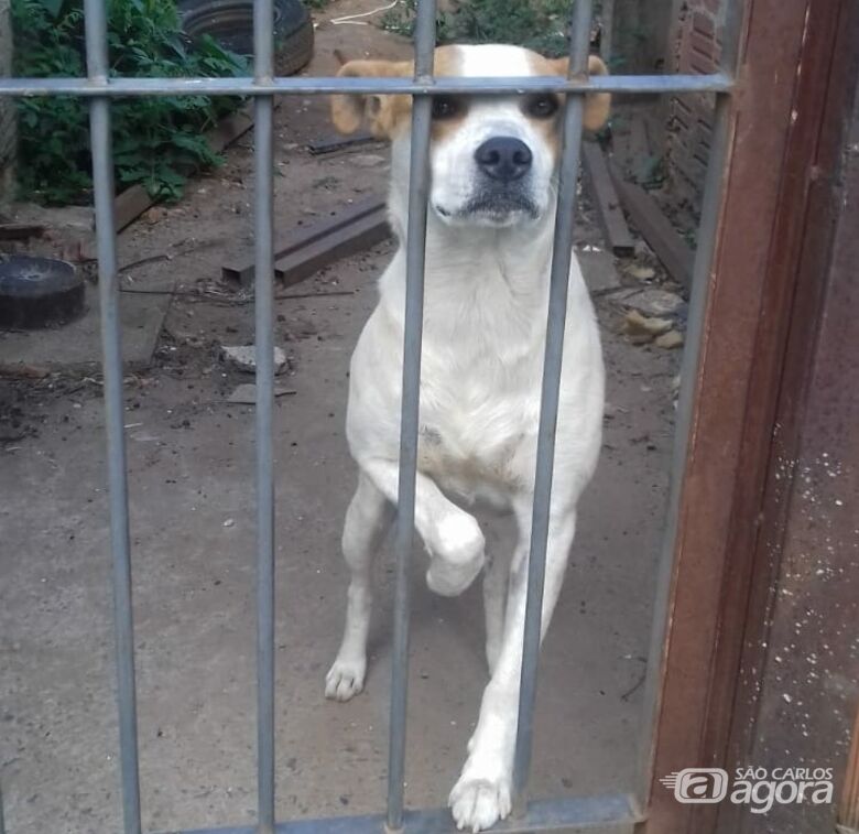 Dono se muda e deixa cão em casa abandonada no Tijuco Preto - Crédito: Marcos Escrivani
