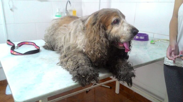 Cachorrinha resgatada na rodovia Washington Luís precisa de ajuda - Crédito: Divulgação