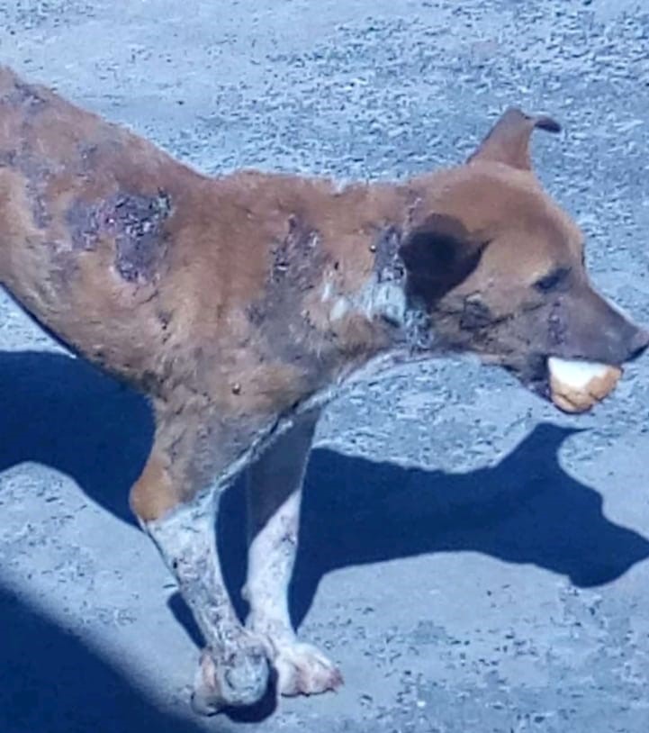 Pandora precisa passar por cirurgia e necessita de ajuda - Crédito: Divulgação