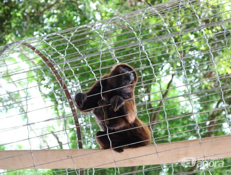 Bugios ganham novo recinto no Parque Ecológico - Crédito: Divulgação