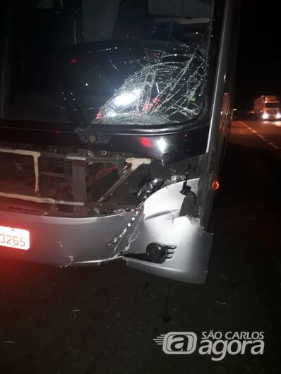 Ônibus da Cometa atropela e mata cavalo na Washington Luís - Crédito: Fotos São Carlos Agora