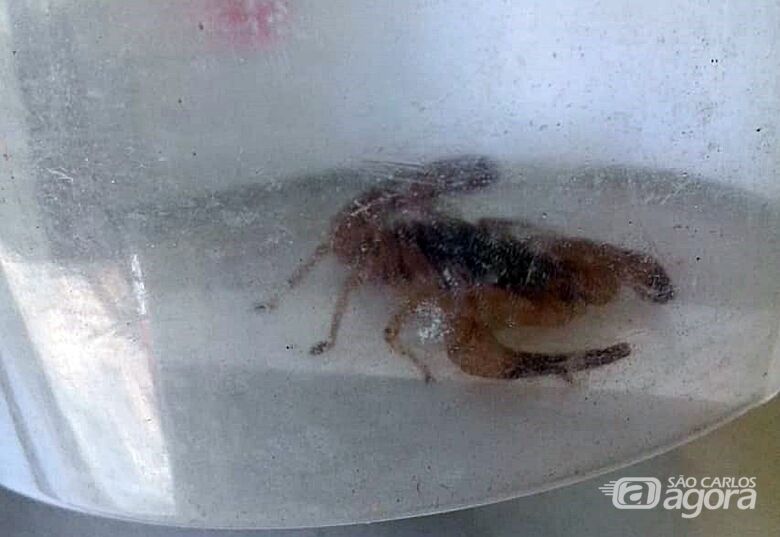 Escorpião aparece em quarto e assusta moradora no Aracy 2 - Crédito: Leitora SCA