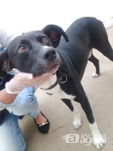 Cachorro é encontrado na Vila Prado -