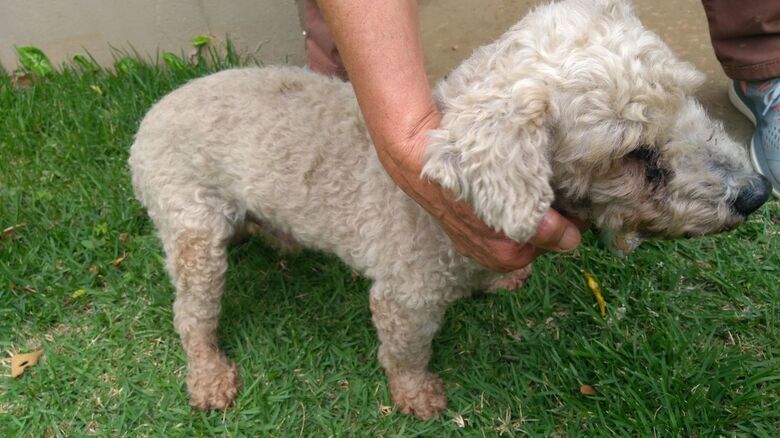 Cachorrinho procura o dono - Crédito: Divulgação