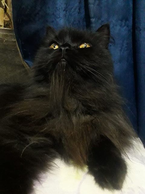 Gato está desaparecido no Novo Horizonte -