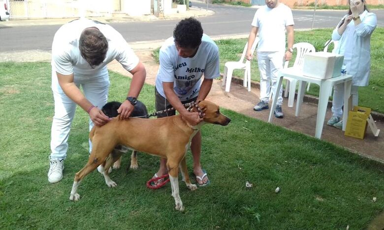 Em São Carlos, mais de 17 mil animais são imunizados - Crédito: Divulgação