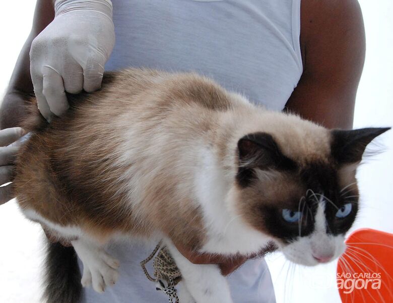 Terceira etapa da Campanha de Vacinação em cães e gatos será realizada dia 24 de novembro - Crédito: Divulgação